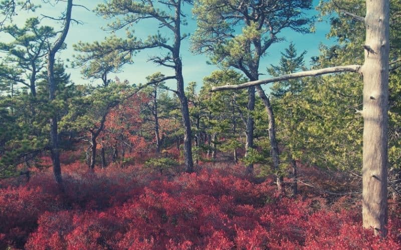 Acadia Mountain Trail