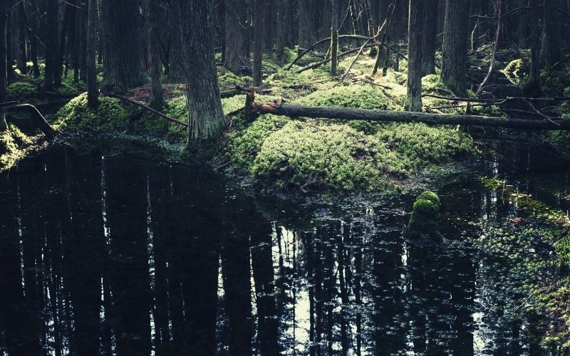 Atlantic White Cedar Swamp Trail, Douglas State Forest