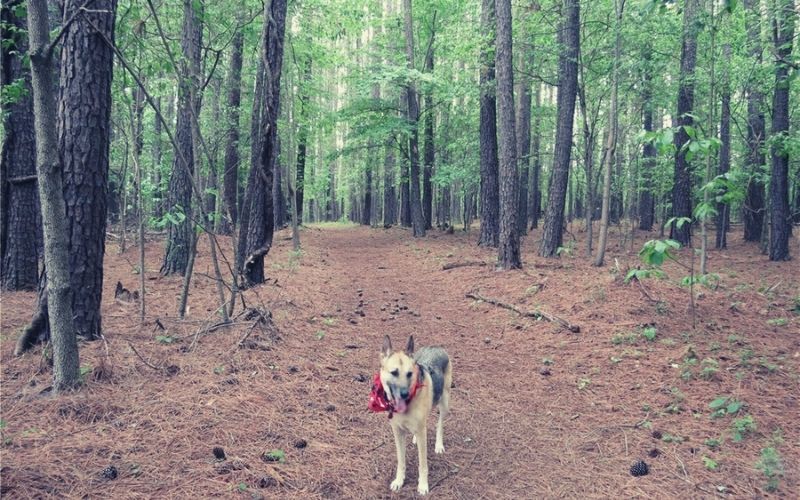 Backpack Trail, Shawnee State Forest