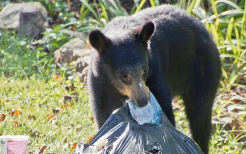 Bear tearing apart trash bag