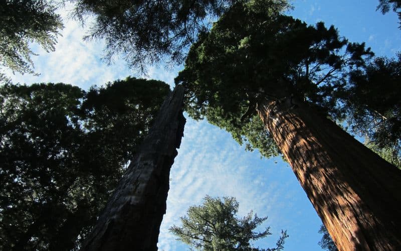 Hart Tree Trail Loop, Kings Canyon