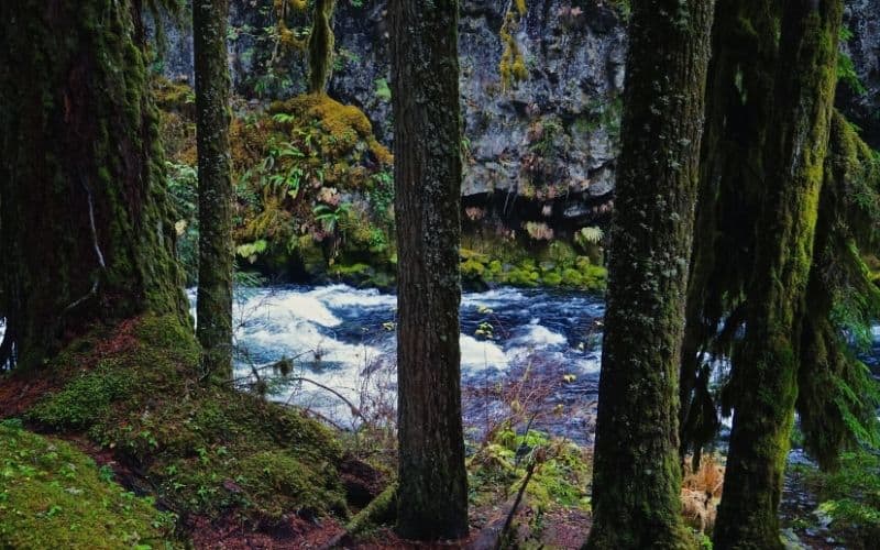 McKenzie River Trail, Oregon