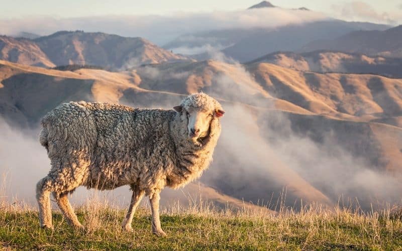 Merino sheep standing in front of mountains