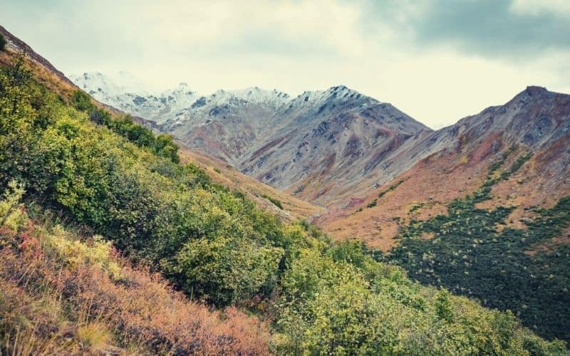 Savage River Alpine Trail