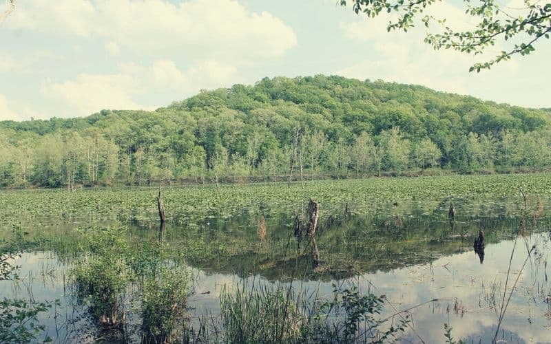 South Loop, Zaleski State Forest