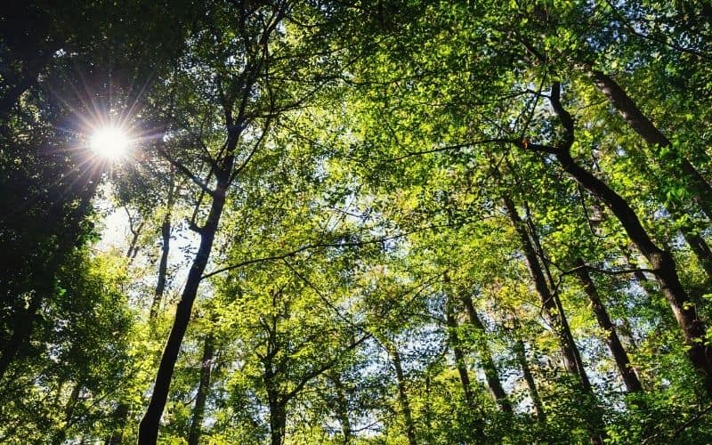 Bluff Trail congaree