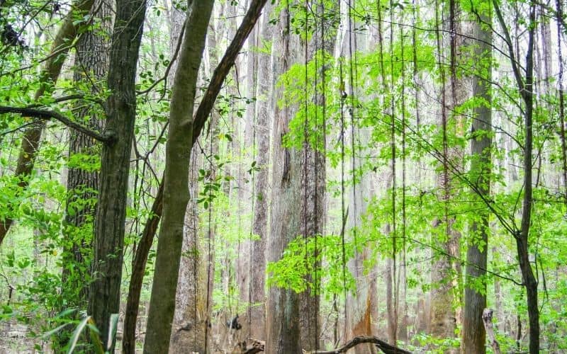 Fork Swamp Trail