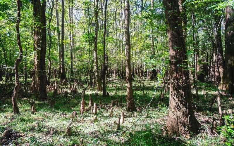 Kingsnake Trail, Congaree