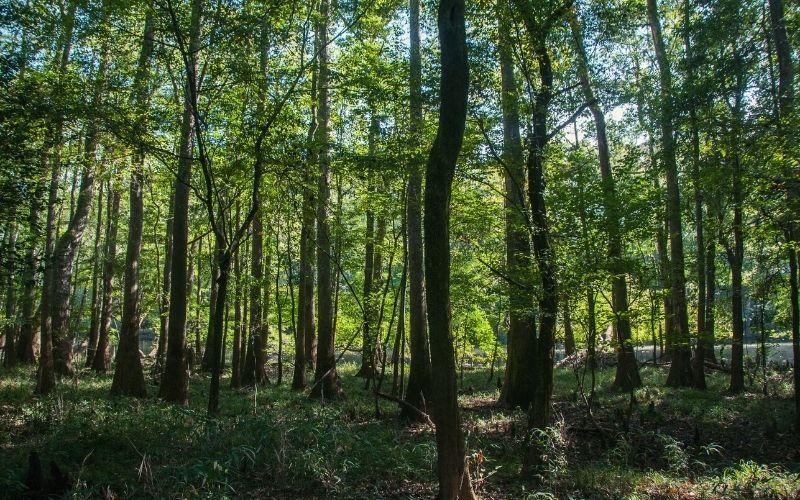 Oakridge Trail congaree