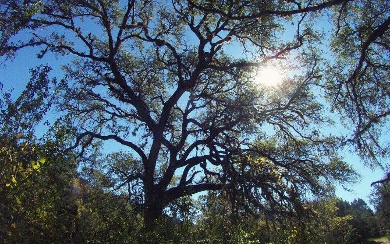 Wildcat Canyon Trail & Far Reaches Trail, Government Canyon State Natural Area