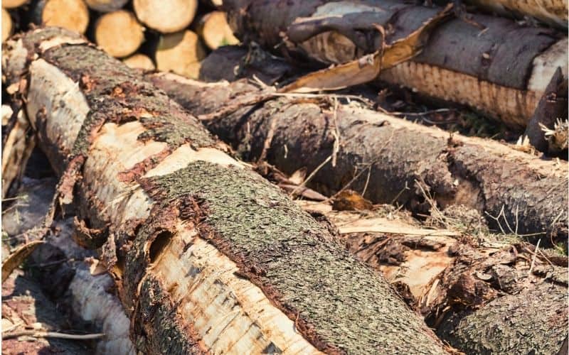 Bark peeling off wooden logs