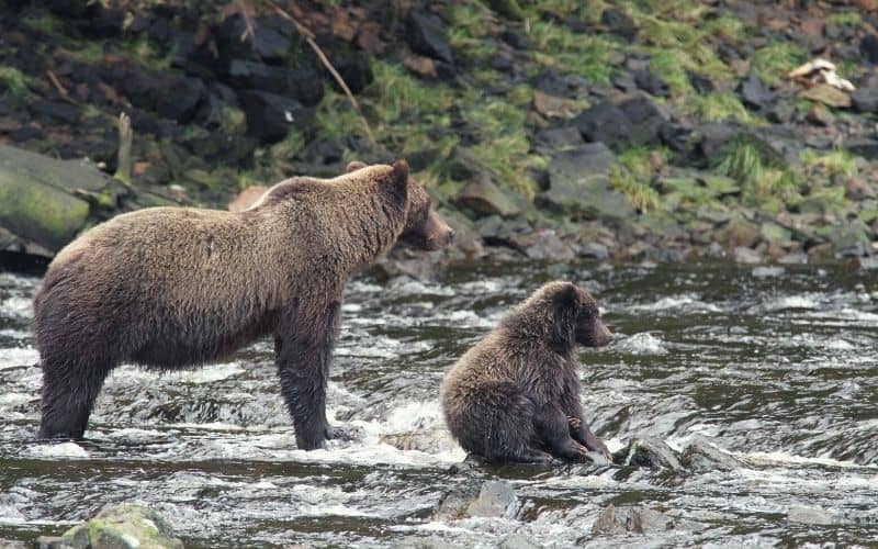 Bears sitting in river in Alaska