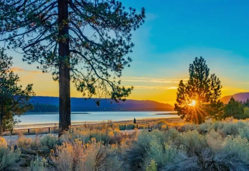 The sun setting though a pine tree at Big Bear Lake