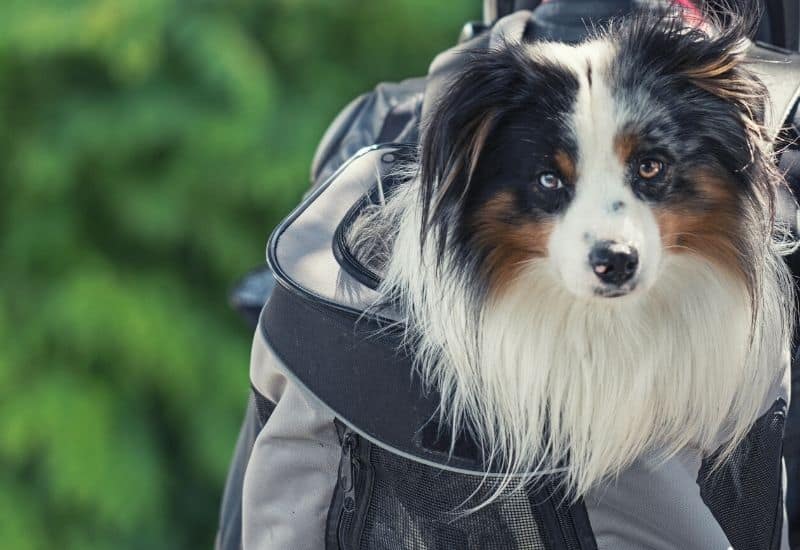 Dog head sticking out of a dog carrier backpack