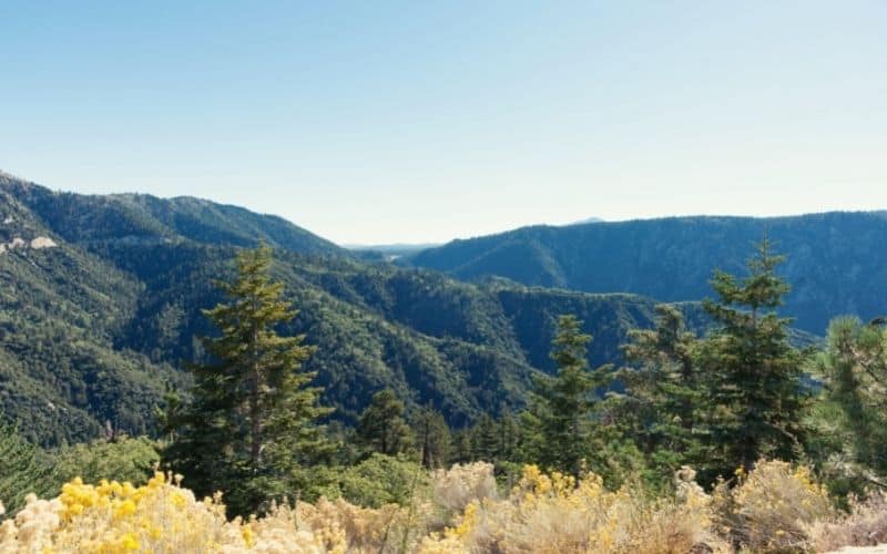 The edge of the San Bernardino National Forest meet with yellow meadows