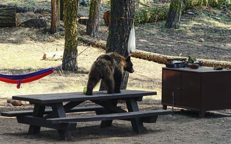 Brown bear walking over picnic table at