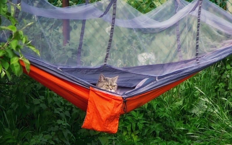 Cats head poking out of camping hammock with bug net