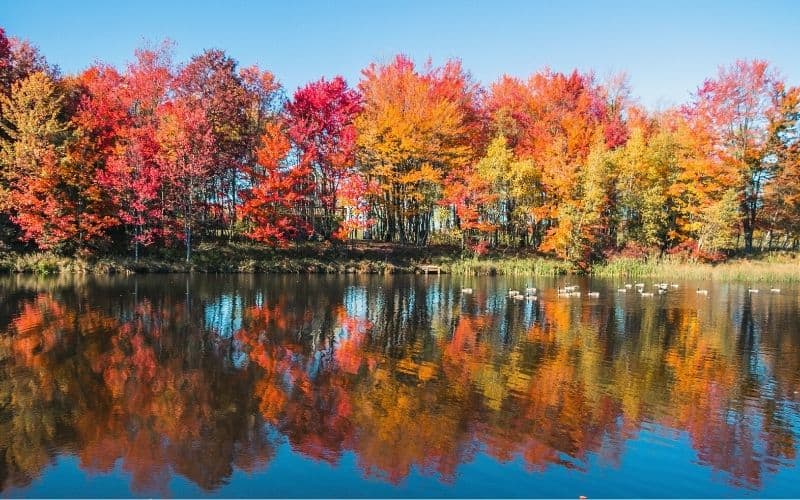 Arrowhead reflecting atumnal trees at the lake edge