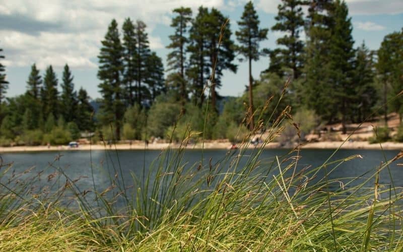 Looking through reeds across the water at Jenks Lake