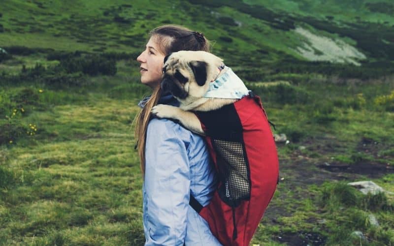 Person wearing a dog in a dog carrier on her back with mesh panels on the side