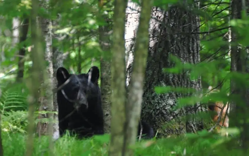 Wisconsin black bear looking out from between tree trunks in a forest