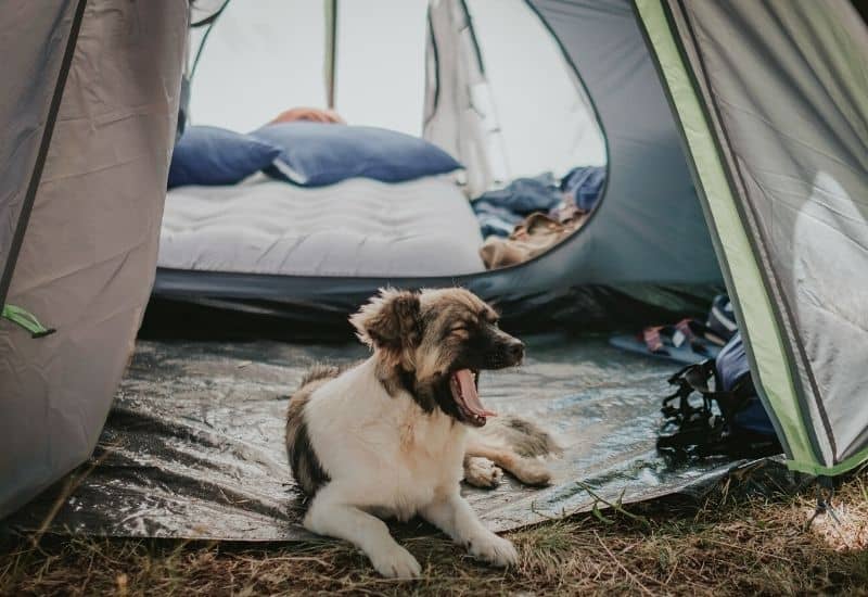 View into a tent with double mattress inside and yawning puppy in the entrance