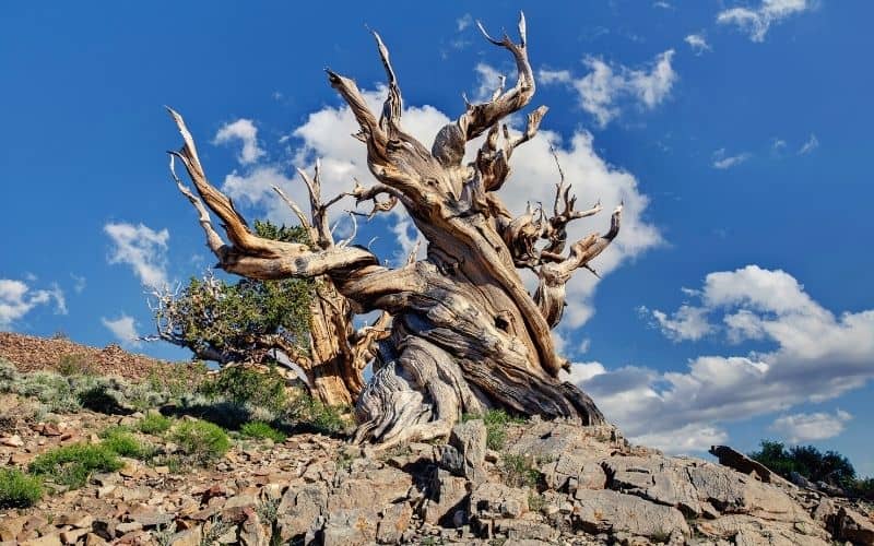 Bristlecone Trail