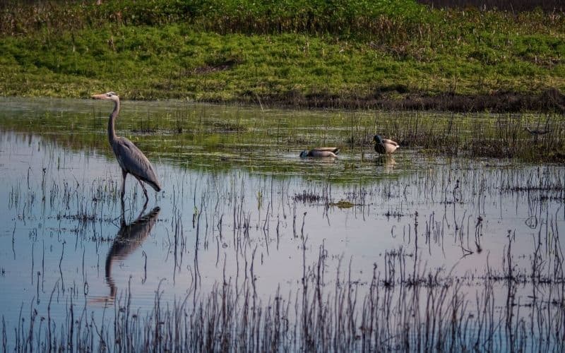 Cosumnes River Preserve