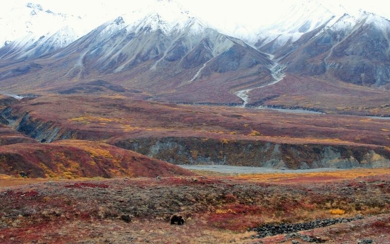 Grizzly bear roaming around the autumnal colors of Denali National Park