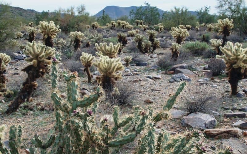 Desert scenery at Gateway Loop Trail, Phoenix, Arizona