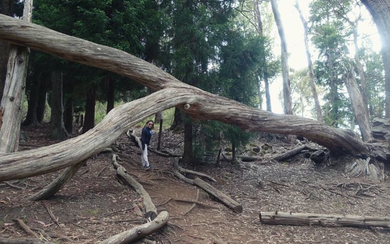 Hosmer Grove