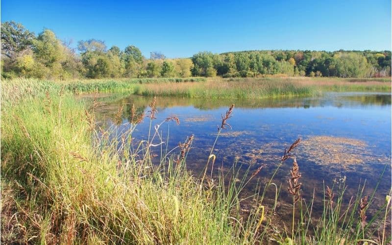 A lake in Kettle Moraine State Forest surrounded by reeds with trees in the distance