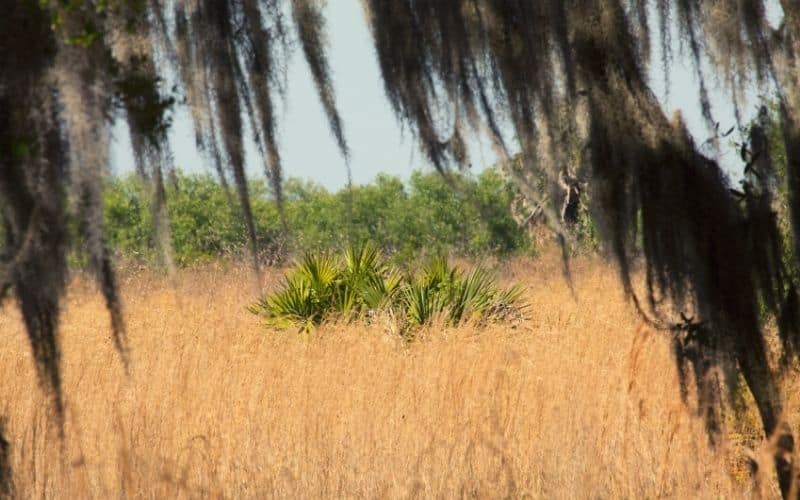 Lake Kissimmee State Park