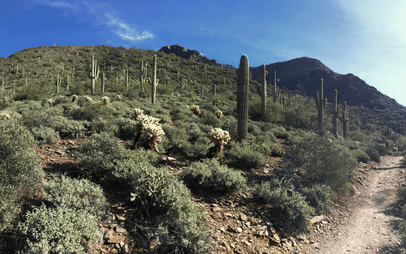 Sunrise Trail, McDowell Mountains, Phoenix Arizona