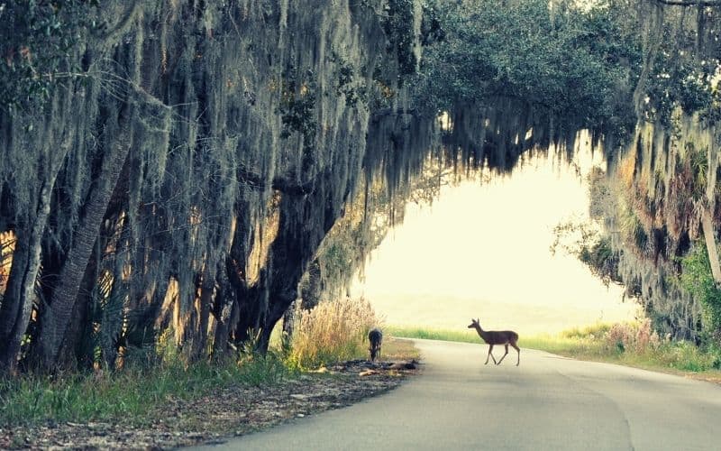 Myakka River State Park