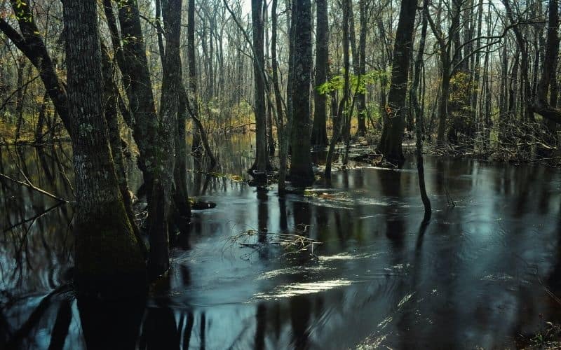 Pee Dee State Park