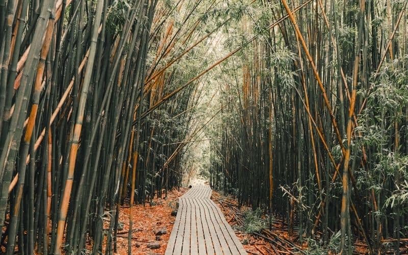 Pipiwai Trail