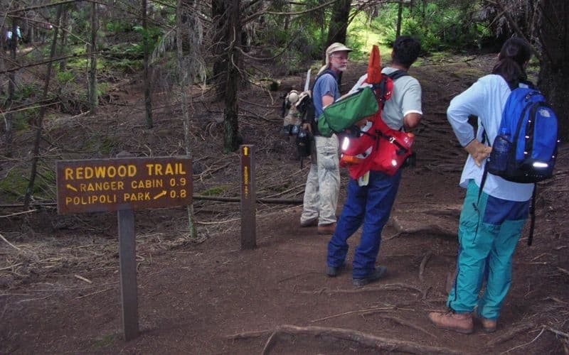Redwood Trail