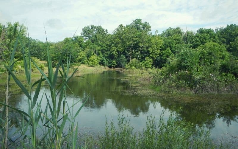 Small pond near Emerald Pond, Kickapoo State Park, Illinois