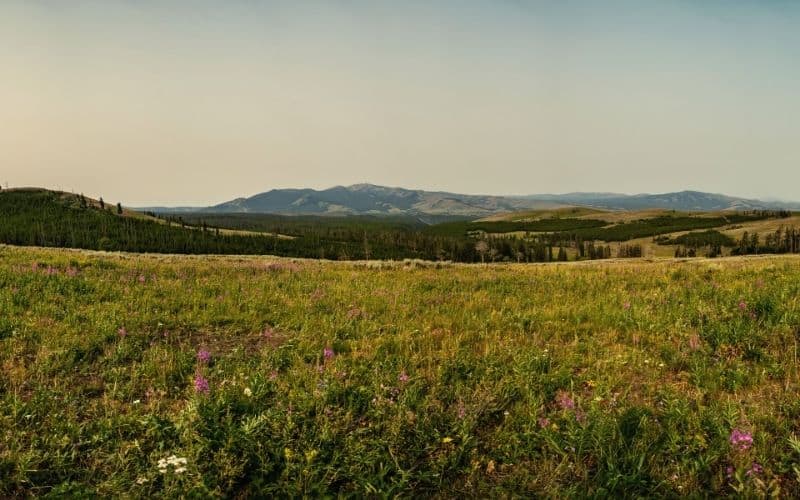 Specimen Ridge Trail
