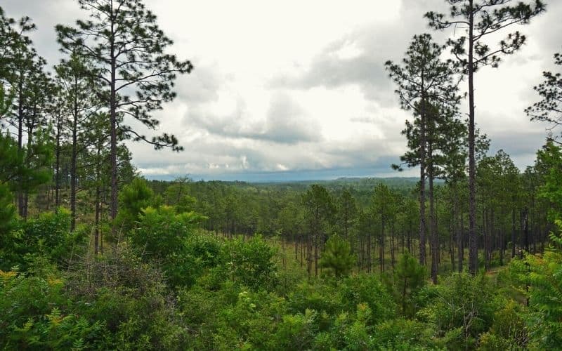 Backbone Trail, Kisatchie National Forest