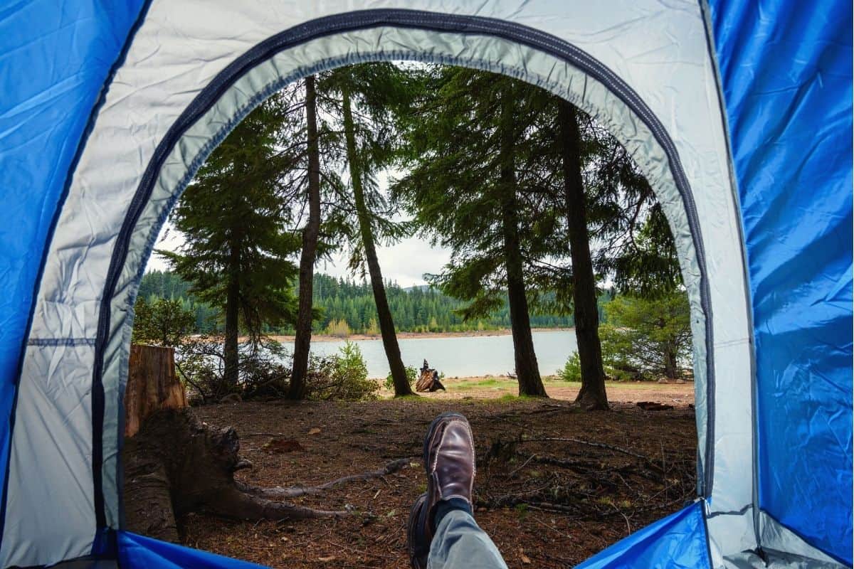 View from inside pop up tent of the forest outside