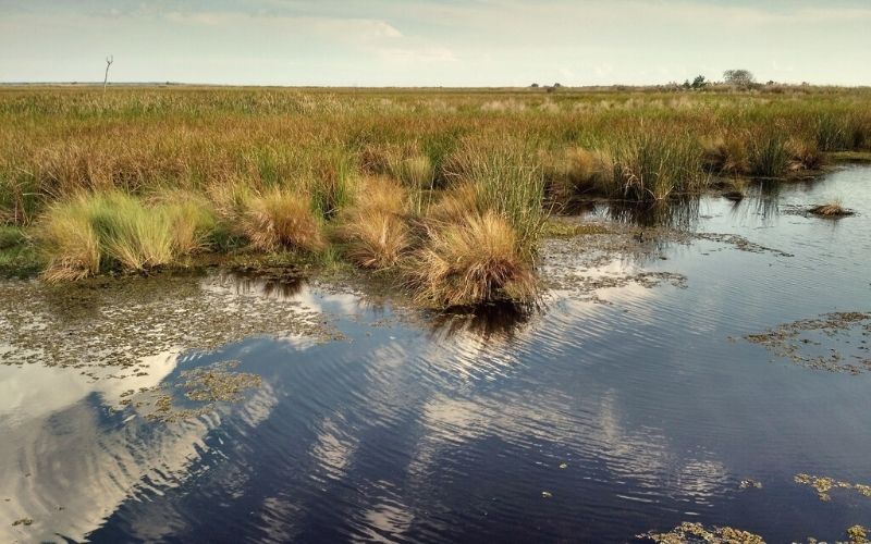 Cane Bayou Trail, Fontainebleau State Park