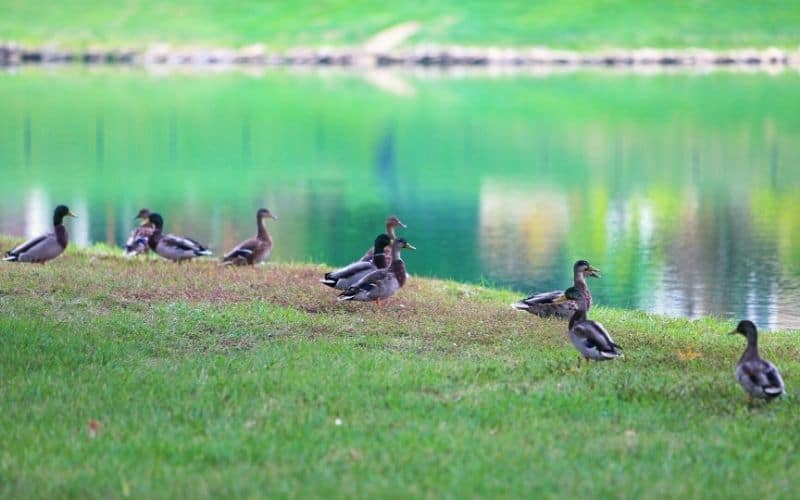 Lake Scott State Park