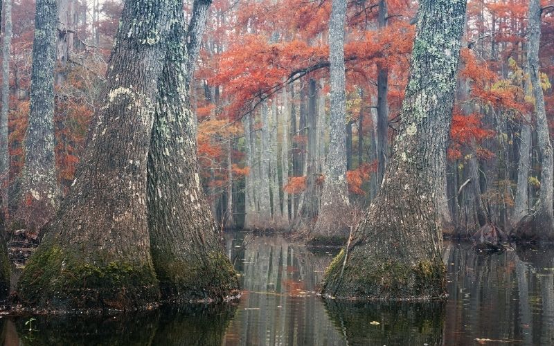 Louisiana State Arboretum Tour, Chicot State Park