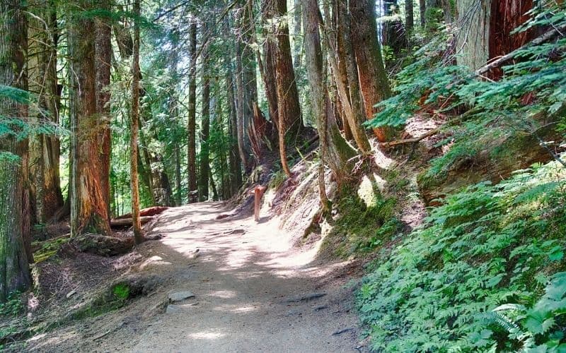 Ohanapecosh Campground, Mount Rainier National Park