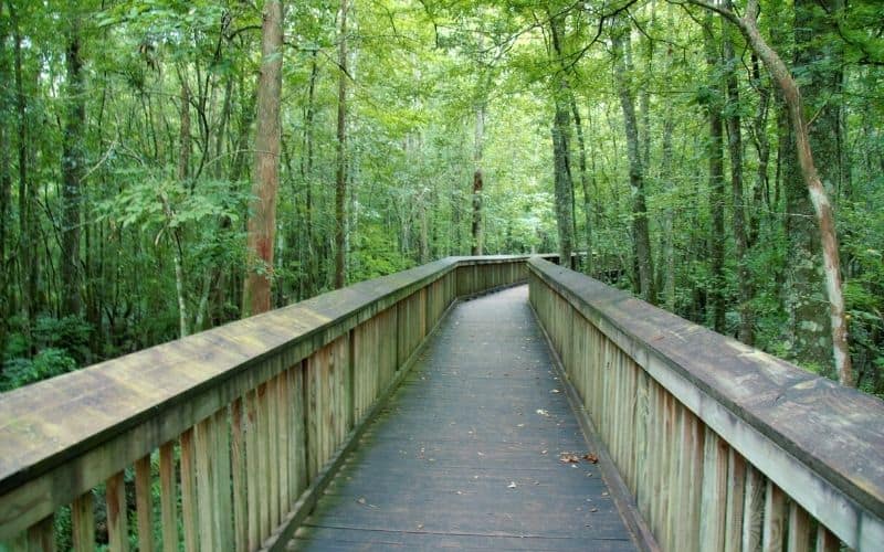 River Loop Trail, Tickfaw State Park