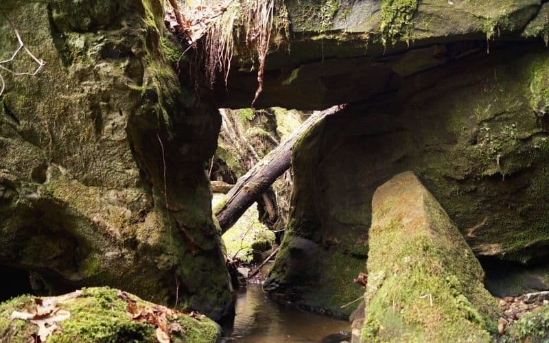 Swift Camp Creek Trail, Clifty Wilderness