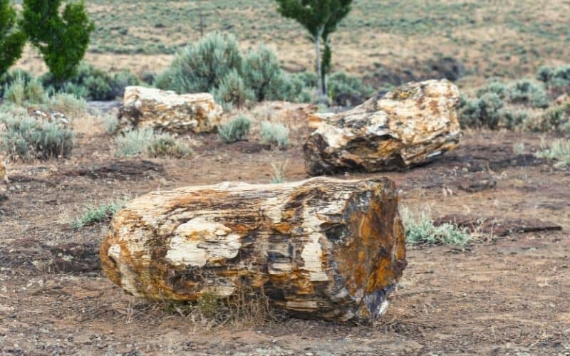 Wanapum Recreation Area, Ginkgo Petrified Forest State Park