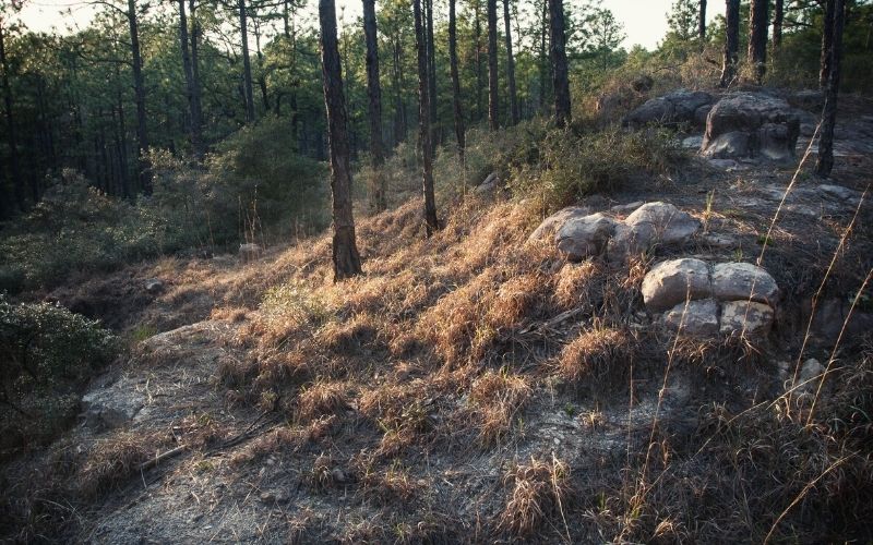 Wild Azalea Trail